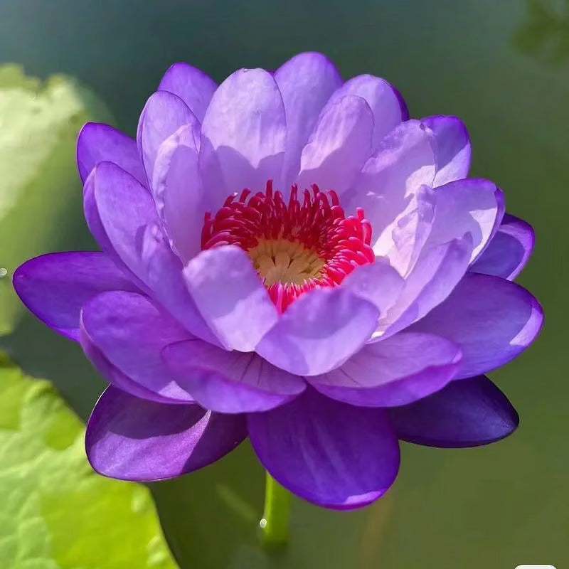 🌸7 Days germination🌸 Year End Sale - 💐The Sacred Bonsai Bowl Lotus Seeds