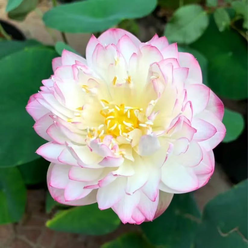 🌸7 Days germination🌸 Year End Sale - 💐The Sacred Bonsai Bowl Lotus Seeds