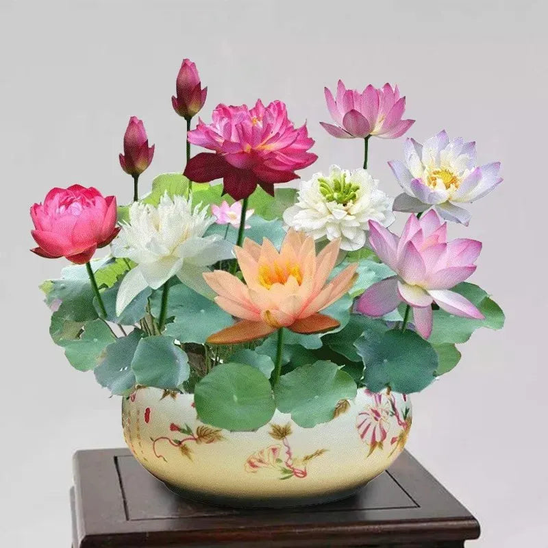 🌸7 Days germination🌸 Year End Sale - 💐The Sacred Bonsai Bowl Lotus Seeds