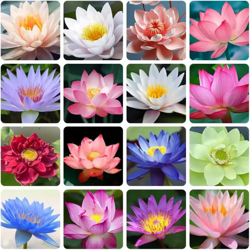 🌸7 Days germination🌸 Year End Sale - 💐The Sacred Bonsai Bowl Lotus Seeds