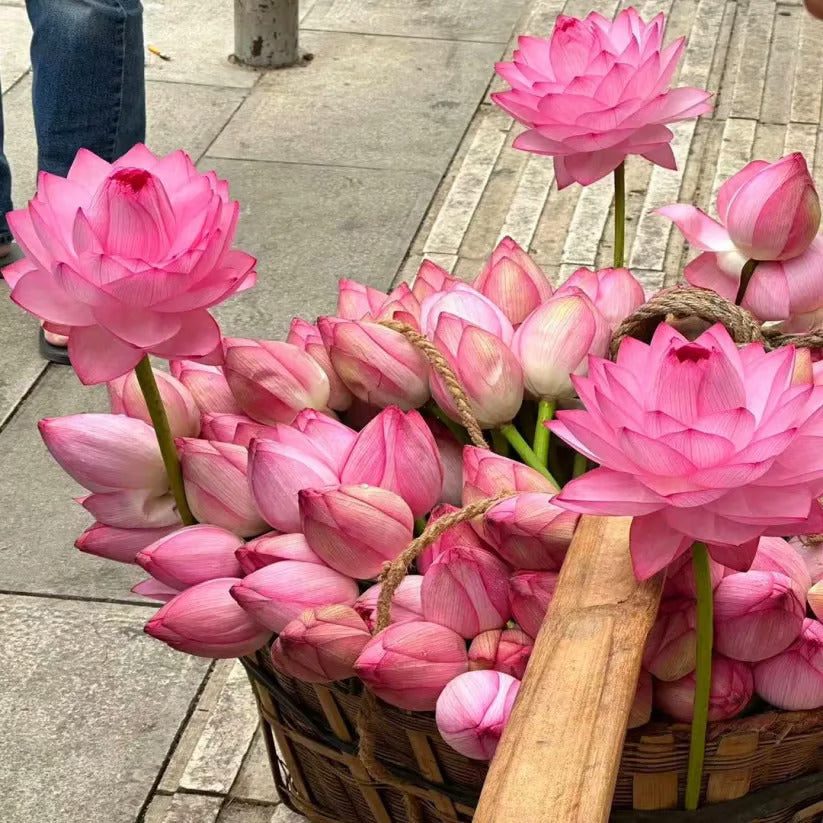 🌸7 Days germination🌸 Year End Sale - 💐The Sacred Bonsai Bowl Lotus Seeds