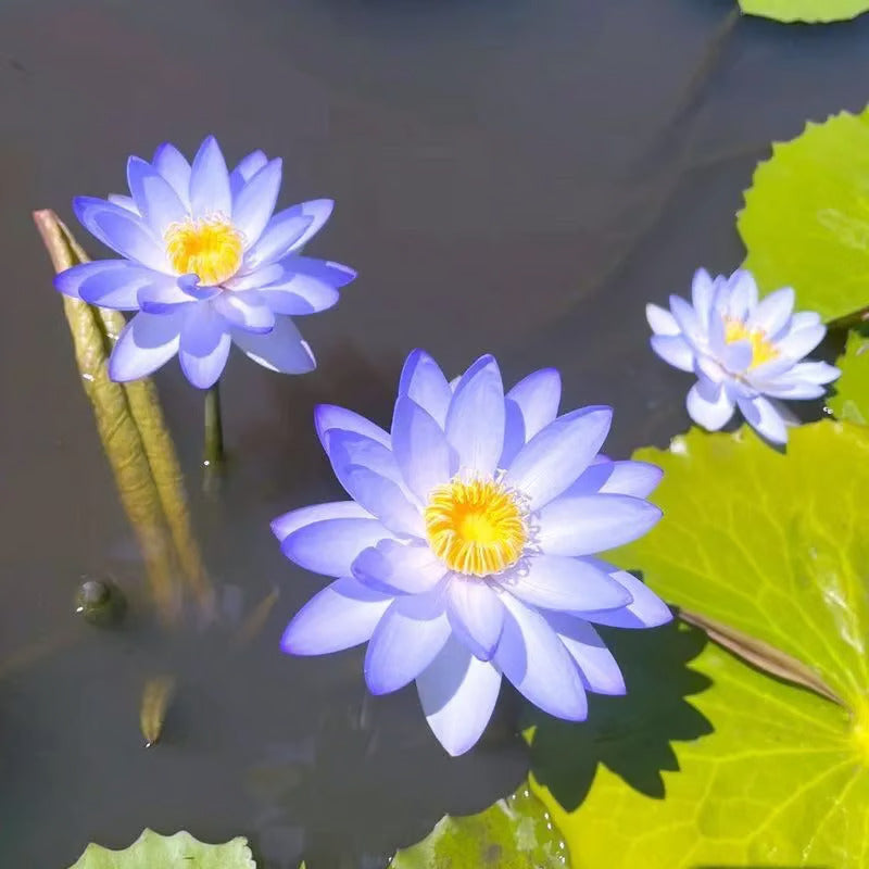 🌸7 Days germination🌸 Year End Sale - 💐The Sacred Bonsai Bowl Lotus Seeds