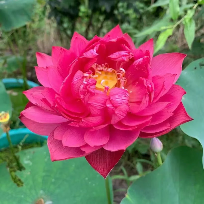 🌸7 Days germination🌸 Year End Sale - 💐The Sacred Bonsai Bowl Lotus Seeds
