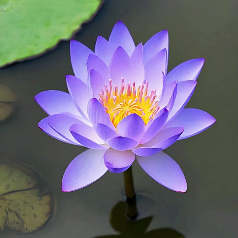 🌸7 Days germination🌸 Year End Sale - 💐The Sacred Bonsai Bowl Lotus Seeds