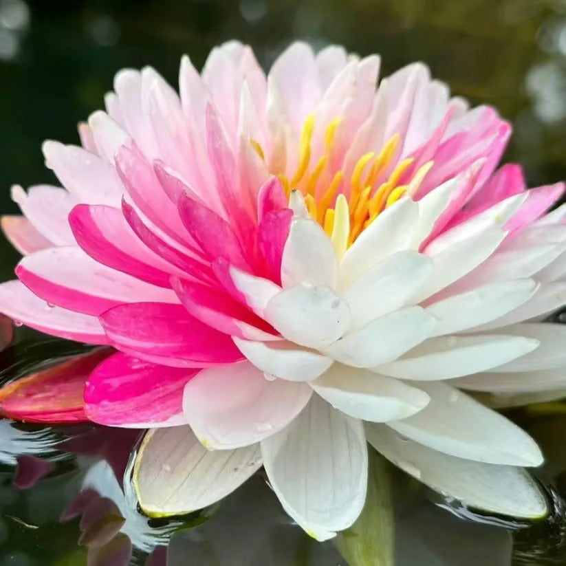 🌸7 Days germination🌸 Year End Sale - 💐The Sacred Bonsai Bowl Lotus Seeds