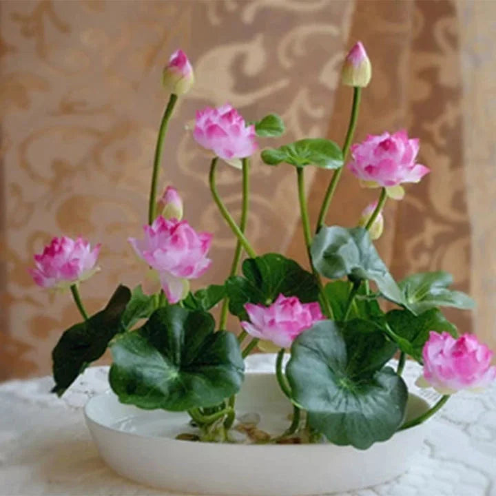 Premium Lotus Flower seeds