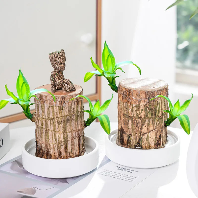 Lucky Brazil Wood Potted Plant (Buy 1 Get 1 Free)