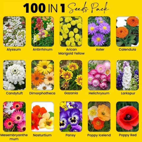 Premium Flower Seeds (Pack Of 100)