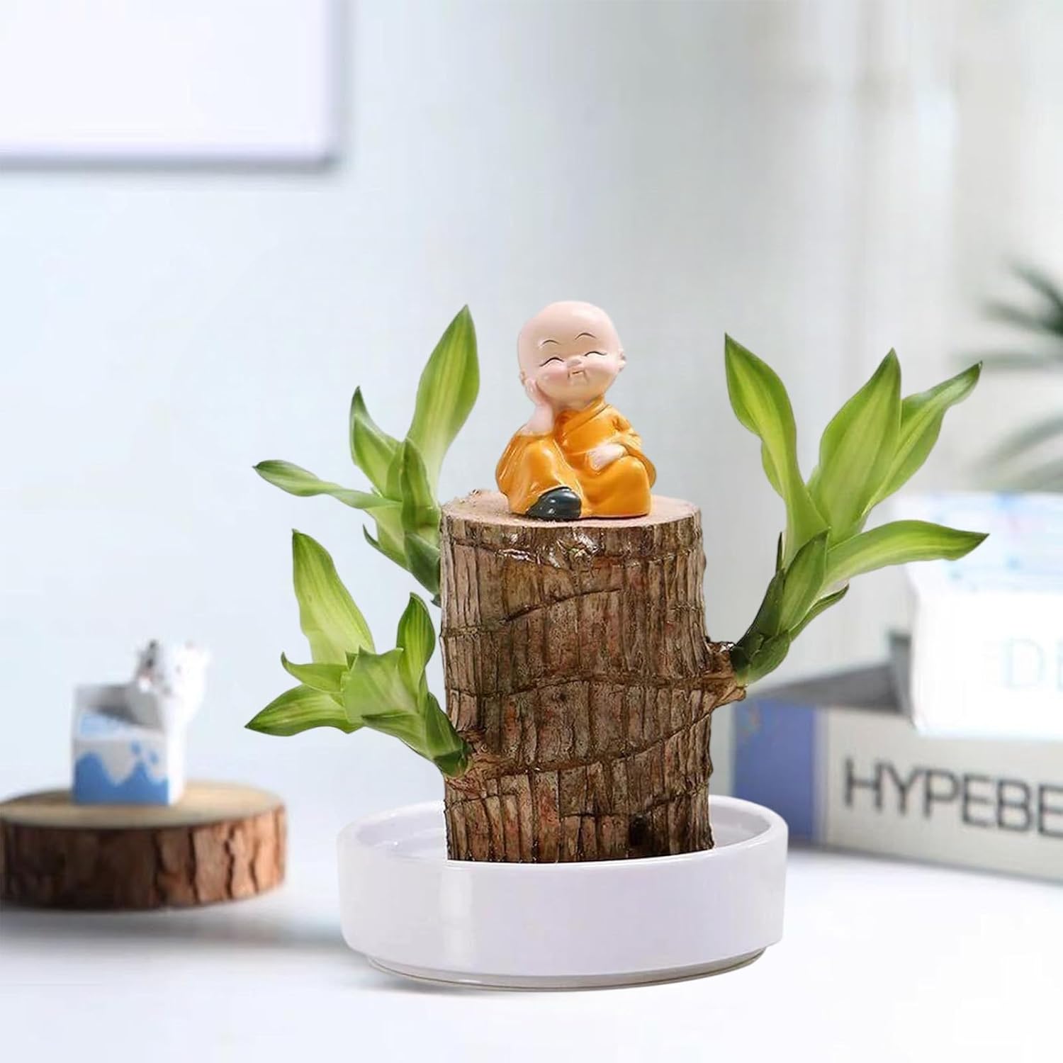 Lucky Brazil Wood Potted Plant (Buy 1 Get 1 Free)