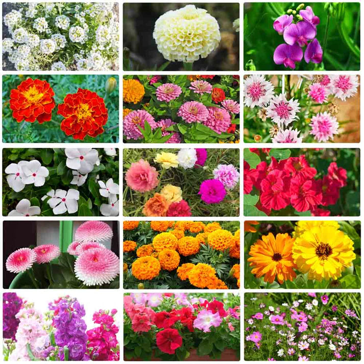 Premium Flower Seeds (Pack Of 100)