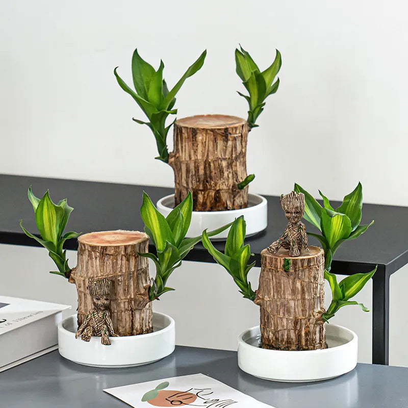 Lucky Brazil Wood Potted Plant (Buy 1 Get 1 Free)